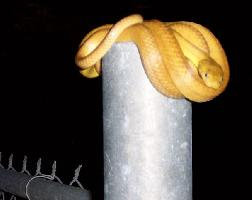 Foto: Brown tree snake