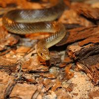 Foto: Aesculapian snake