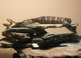 Foto: Amur rat snake