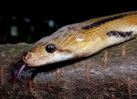 Foto: Common trinket snake
