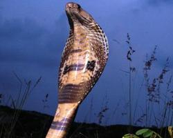 Foto: Indian cobra
