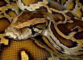 Foto: Indian python