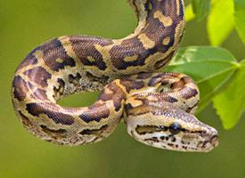Foto: Central african rock python