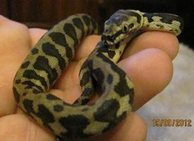 Foto: Carpet python