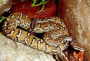 Foto: Angolan python