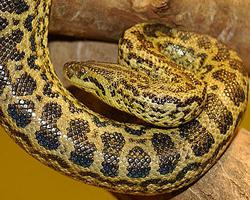 Foto: Yellow anaconda