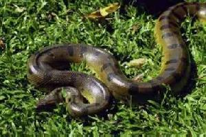 Foto: Green anaconda