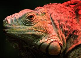 Foto: Green iguana