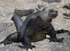 Foto: Marine iguana