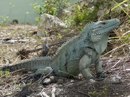 Foto: Blue iguana