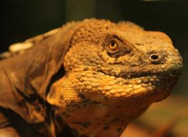 Foto: Black iguana