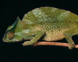 Foto: Chameleon hřebenatý