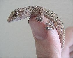 Foto: Mediterranean house gecko