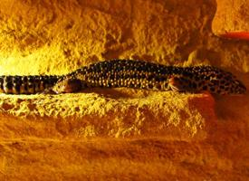 Foto: Leopard gecko