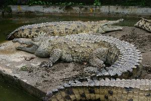 Foto: Orinoco crocodile