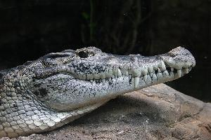 Foto: New guinea crocodile