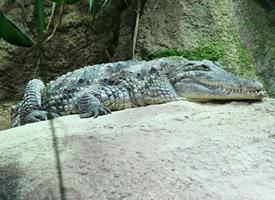 Foto: Nile crocodile