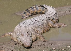 Foto: Saltwater crocodile
