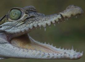 Foto: Philippine crocodile