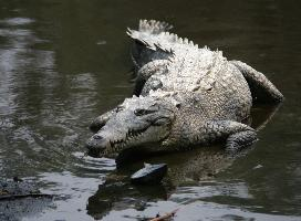 Foto: American crocodile