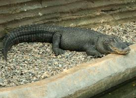 Foto: American alligator