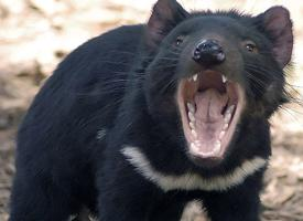 Foto: Tasmanian devil