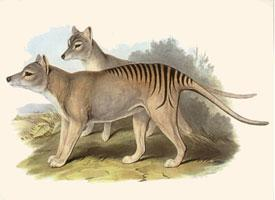Foto: Thylacine