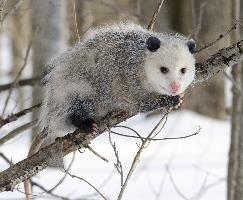 Foto: Virginia opossum