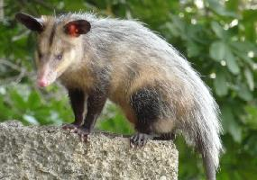 Foto: Common opossum