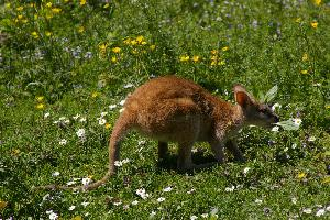 Foto: Agile wallaby