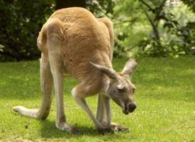 Foto: Red kangaroo