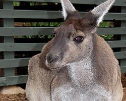 Foto: Western grey kangaroo