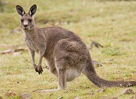 Foto: Eastern grey kangaroo