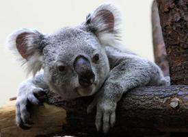 Foto: Koala