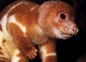 Foto: Common spotted cuscus
