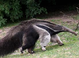 Foto: Giant anteater
