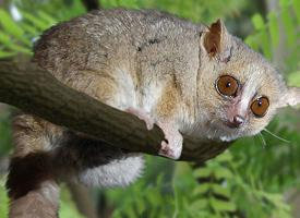 Foto: Gray mouse lemur