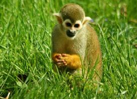 Foto: Guianan squirrel monkey