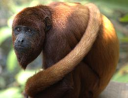 Foto: Colombian red howler