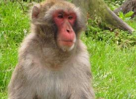 Foto: Japanese macaque