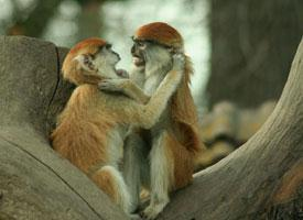 Foto: Common patas monkey