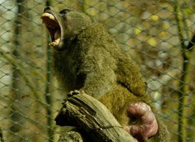 Foto: Olive baboon