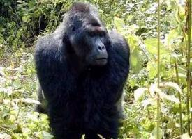 Foto: Eastern gorilla