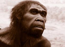 Foto: African homo erectus