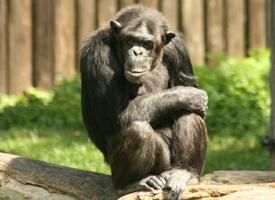 Foto: Chimpanzee
