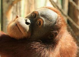 Foto: Orangutans