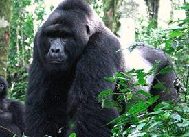 Foto: Mountain gorilla