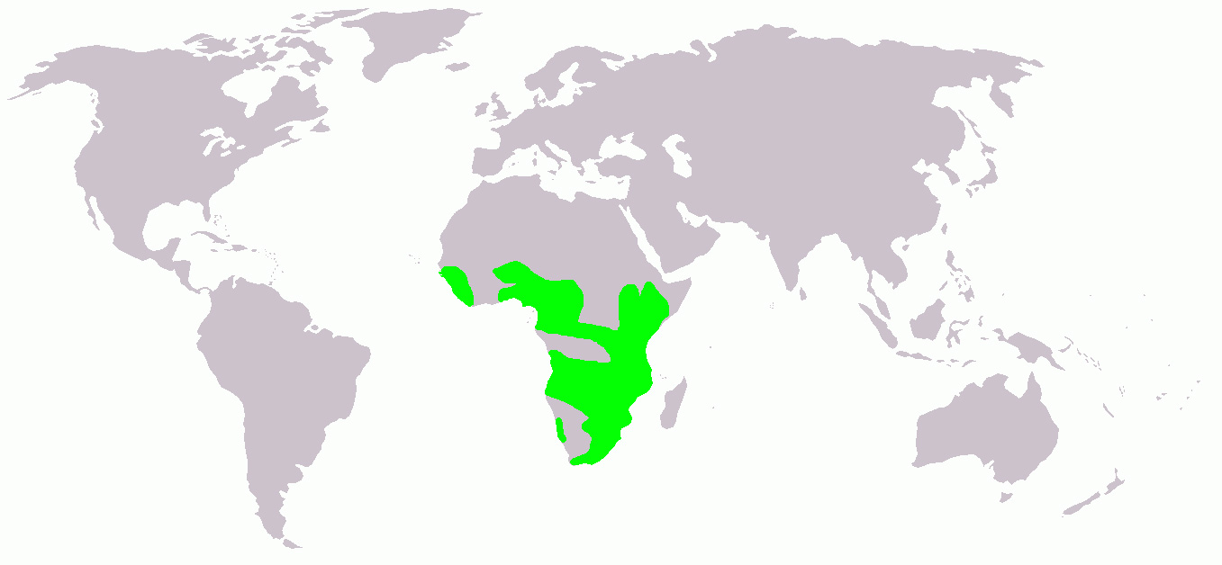 Foto: African jacana - výskyt