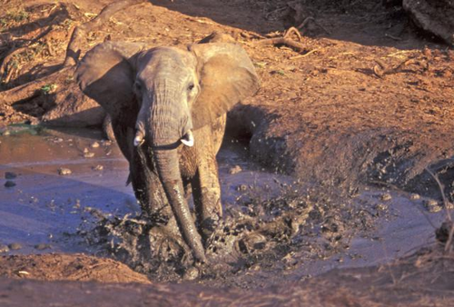 Foto: Slon africký