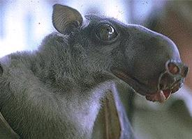 Foto: Kaloň kladivohlavý